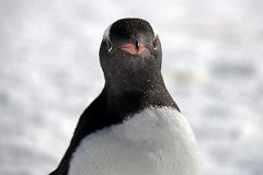 24B Gentoo Penguin Looking Directly At Me Close Up On Cuverville Island On Quark Expeditions Antarctica Cruise.jpg